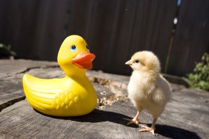 Chick Meets Rubber Duck