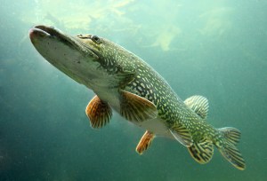 bigstock-Underwater-photo-big-Pike-Eso-32739506